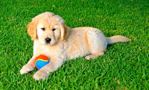 Puppy on Grass Puppy on Grass