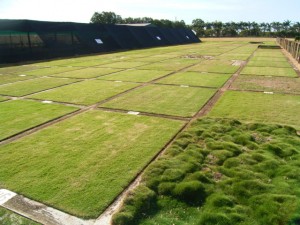 different types of turf different types of turf