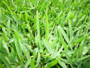 jabiru_soft_leaf_buffalo_turf_grass_lawn_4