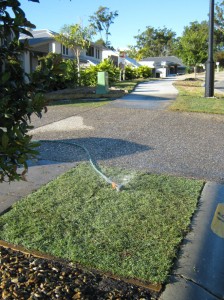 watering turf watering turf