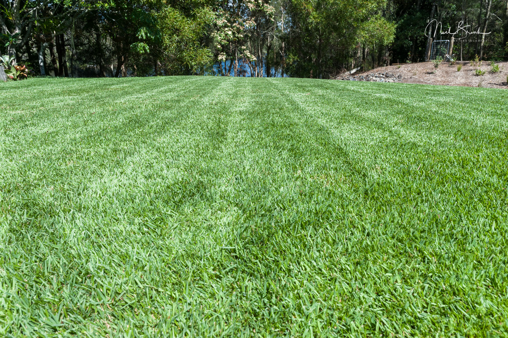 Best Weed And Feed For Empire Zoysia at Charlotte Chavez blog