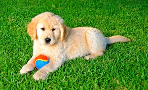 Puppy on Grass