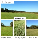 Coastal Turf's grasses