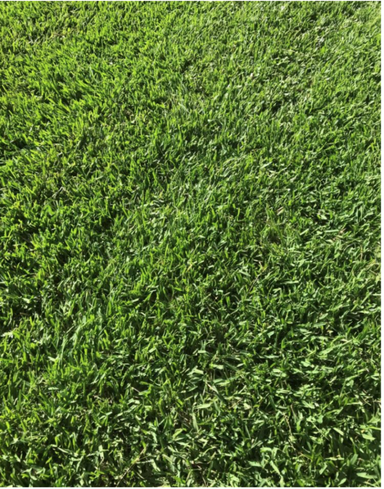 Sir Walter Buffalo Coastal Turf