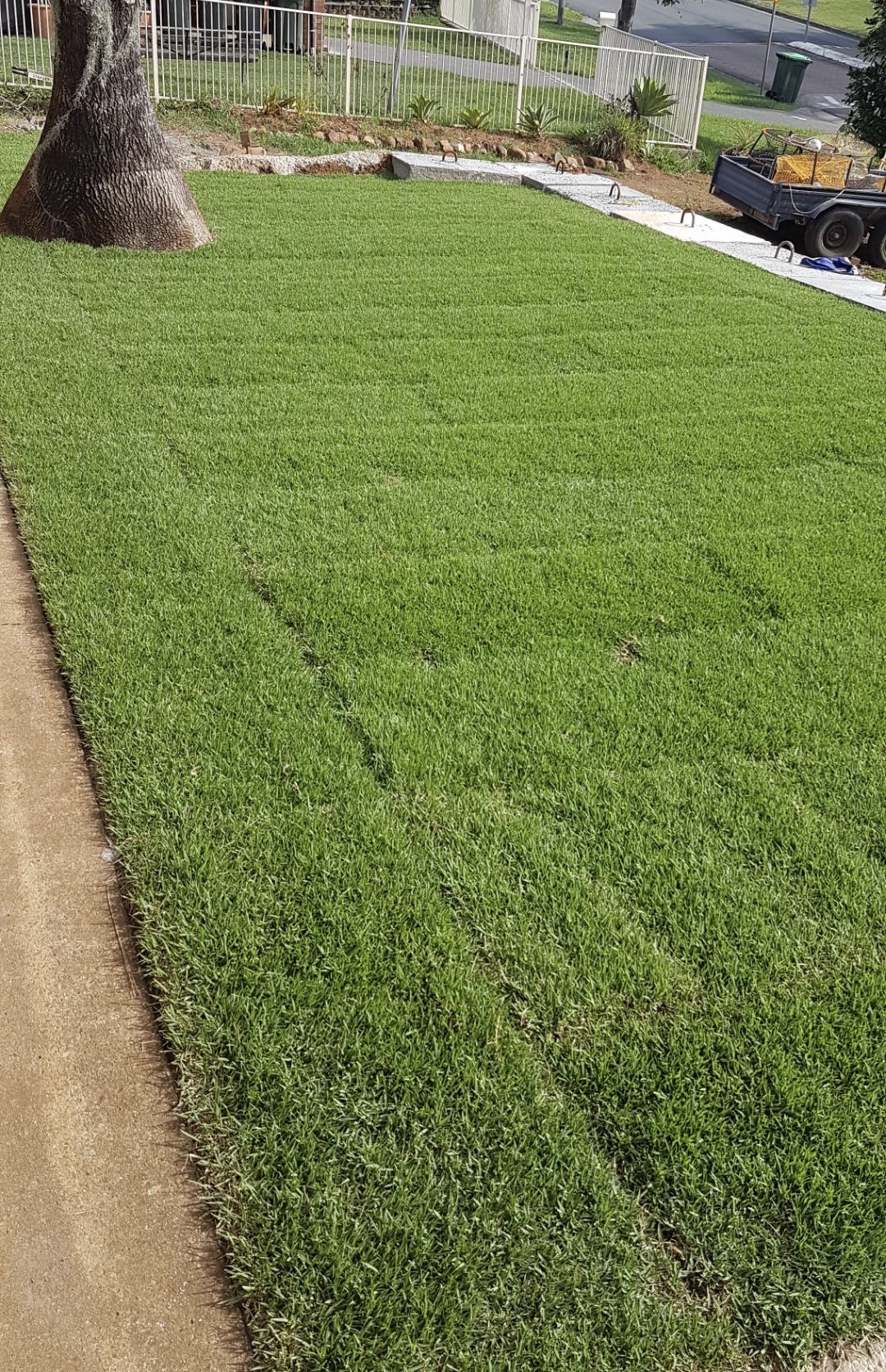 empire-zoysia-grass-coastal-turf